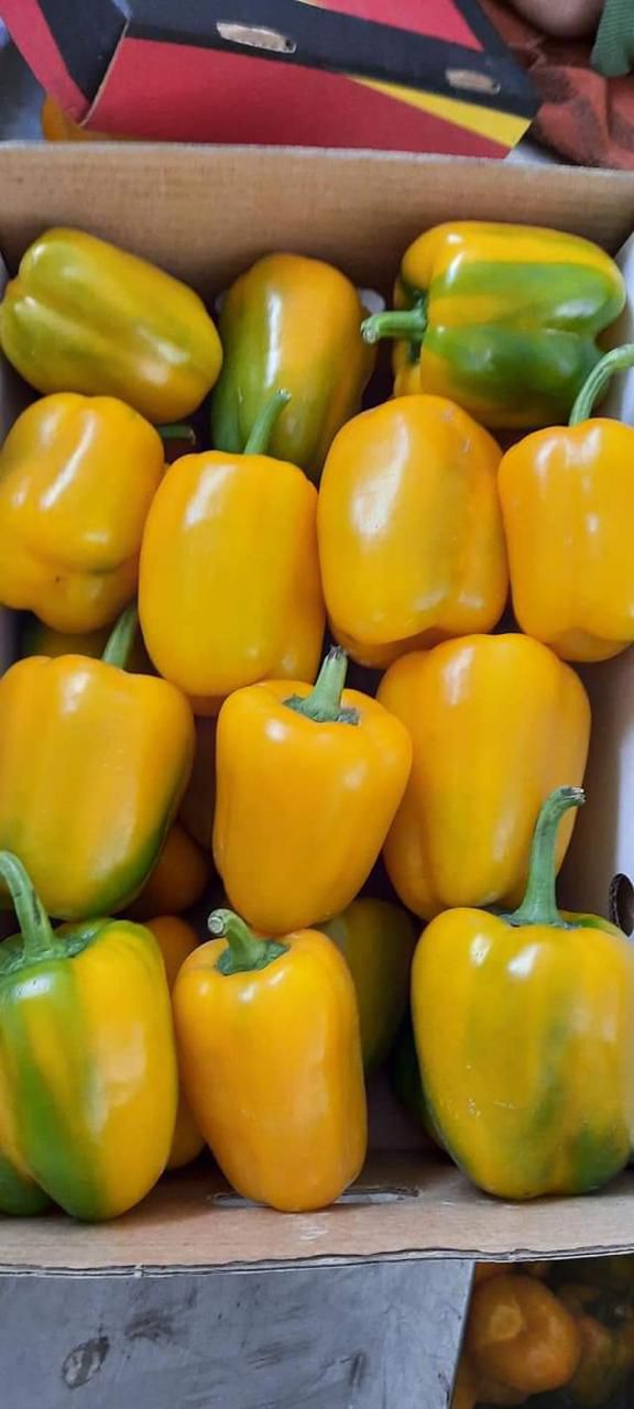 Capsicum Yellow